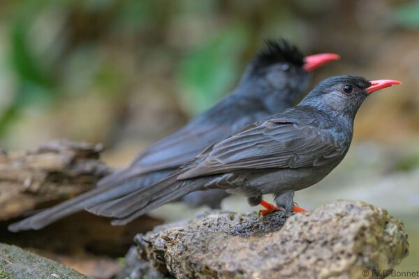 Black Bulbul - Vietnam - Di Linh - 2026
