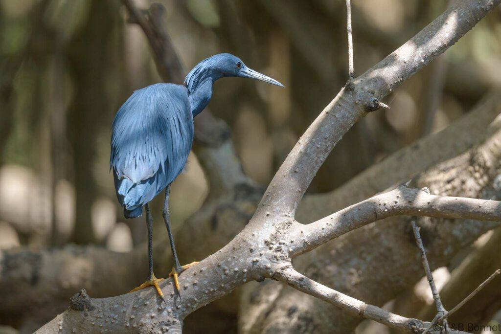 Aigrette ardoisée - Senegal - Kafountine - 2023