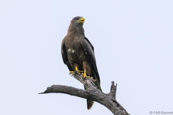 Black Kite - South Africa - Kruger NP - 2025