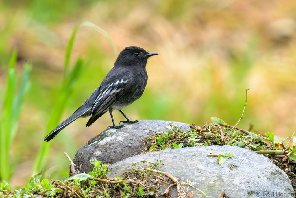 Mosquero negro - Ecuador - Río Quijos ecolodge - 2023
