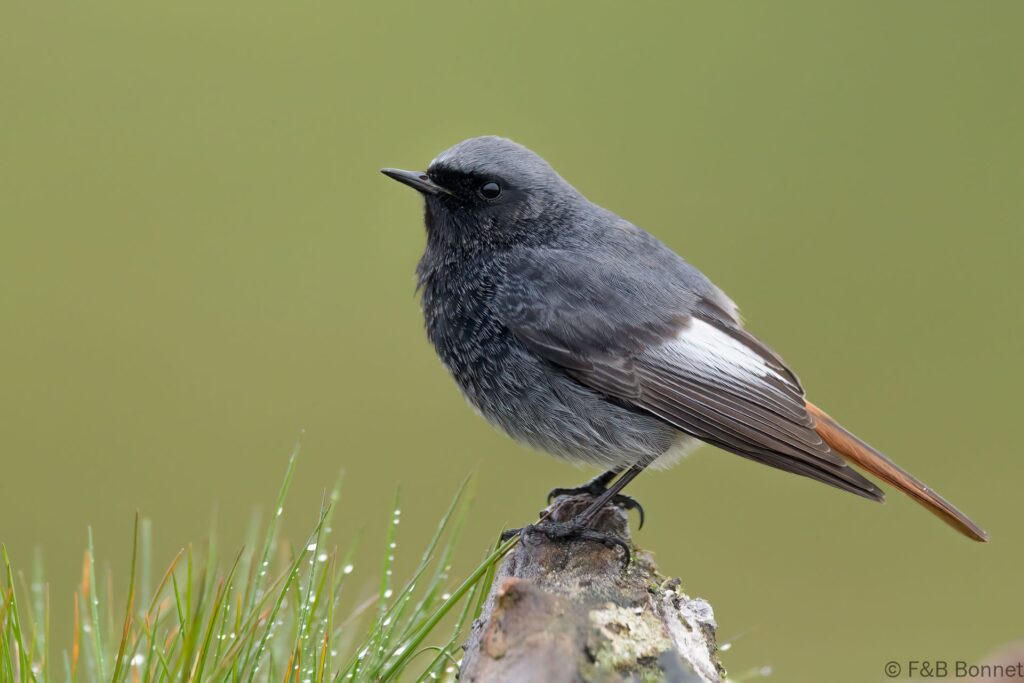 Colirrojo tizón ♂ - España - Castilla y León - 2024