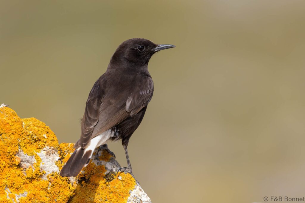 Collalba negra ♂ - España - Andalucía - 2023