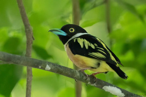 Black-and-yellow Broadbill - Thailand - Krung Ching - 2026