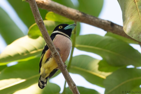 Black-and-yellow Broadbill - Thailand - Krung Ching - 2026