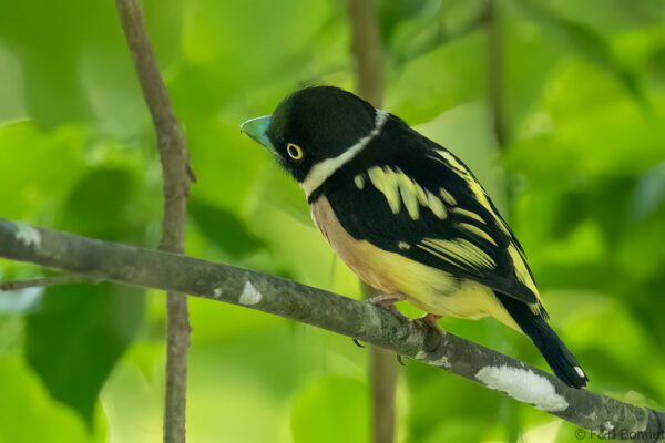 Black-and-yellow Broadbill - Thailand - Krung Ching - 2026