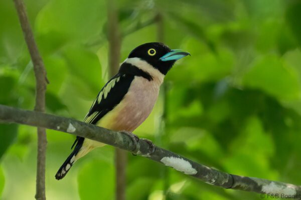 Black-and-yellow Broadbill - Thailand - Krung Ching - 2026