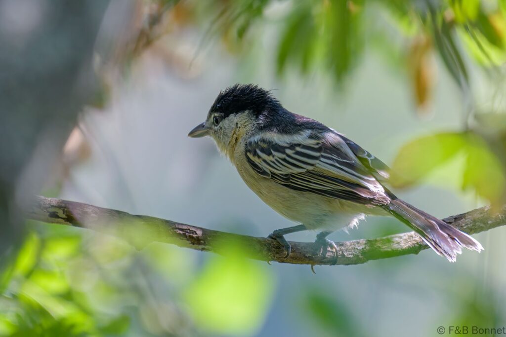 Black-backed Puffback - South Africa - Jozini - 2022