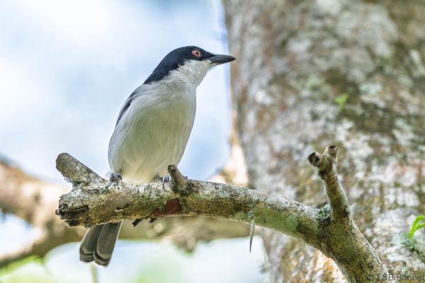 Black-backed Puffback - South Africa - Santa Lucia - 2026