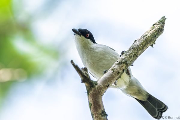 Black-backed Puffback - South Africa - Santa Lucia - 2026