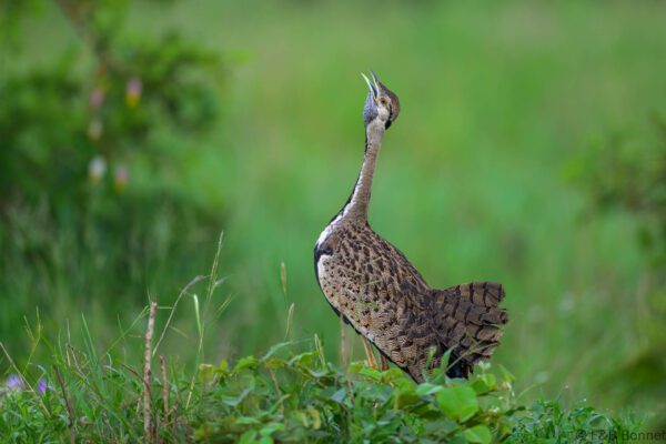 Black-bellied Bustard - South Africa - Kruger NP - 2025