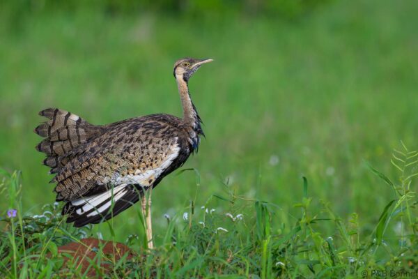 Black-bellied Bustard - South Africa - Kruger NP - 2025