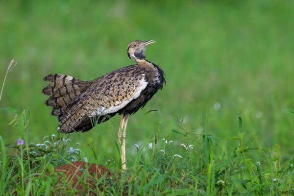 Black-bellied Bustard - South Africa - Kruger NP - 2025