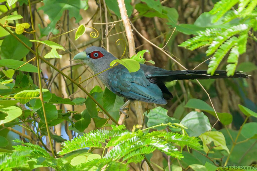 Black-bellied Malkoha - Thailand - Krung Ching - 2023