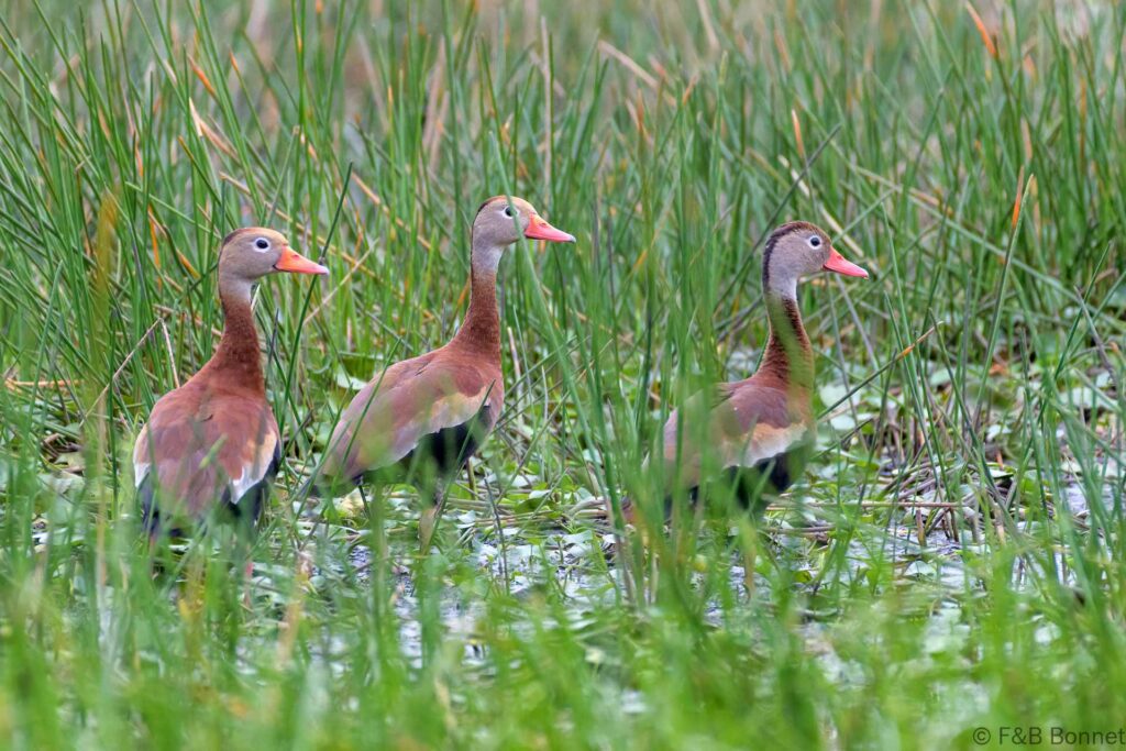 Suirirí piquirrojo - Costa Rica - Los Chiles - 2023