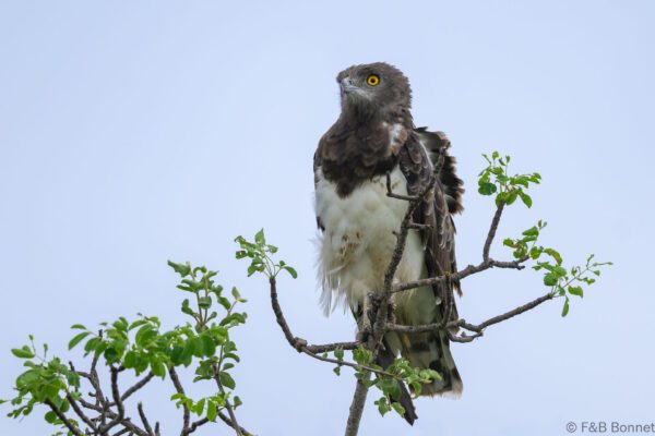 Black-chested Snake Eagle - South Africa - Kruger NP - 2025