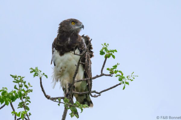 Black-chested Snake Eagle - South Africa - Kruger NP - 2025