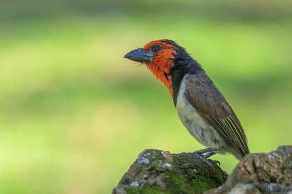 Black-collared Barbet - South Africa - Kruger NP - 2025
