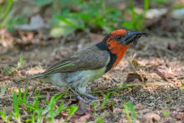 Black-collared Barbet - South Africa - Kruger NP - 2025