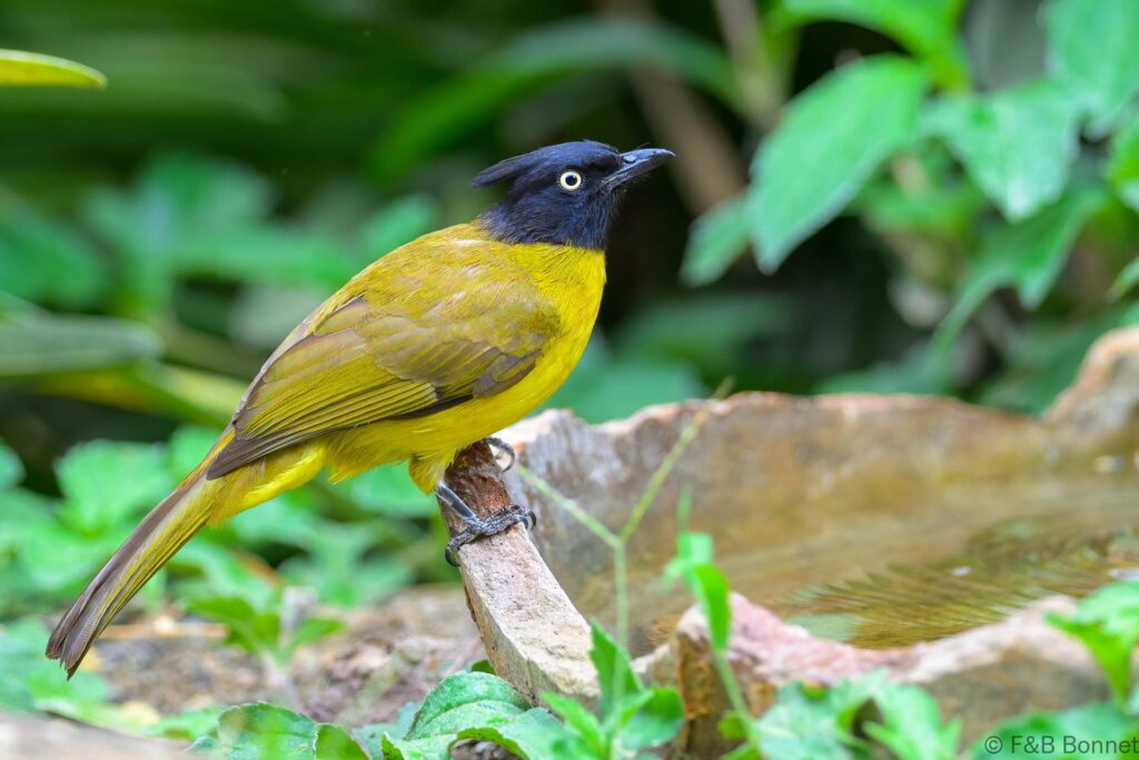 Black-crested Bulbul - Thailand - Kaeng Krachan - 2025
