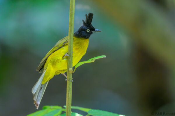 Black-crested Bulbul - Vietnam - Cat Tien - 2026