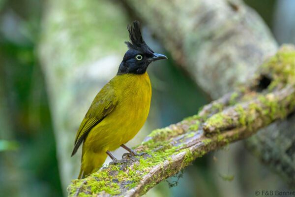 Black-crested Bulbul - Vietnam - Cat Tien - 2026