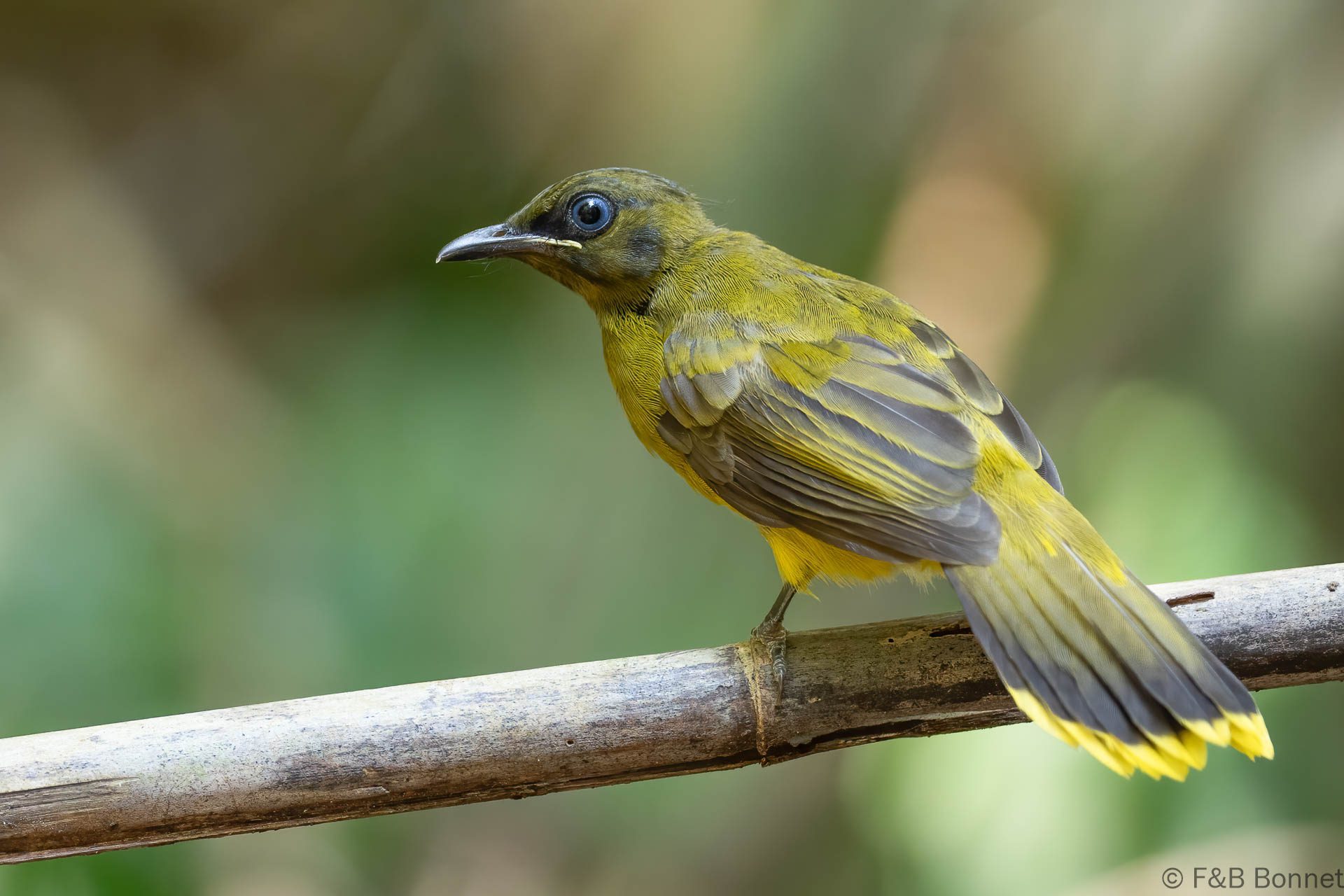Black-headed Bulbul - Thailand - Krung Ching - 2026