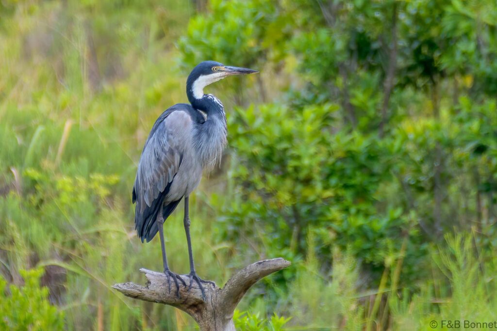 Black-headed Heron - South Africa - iSimangaliso - 2022