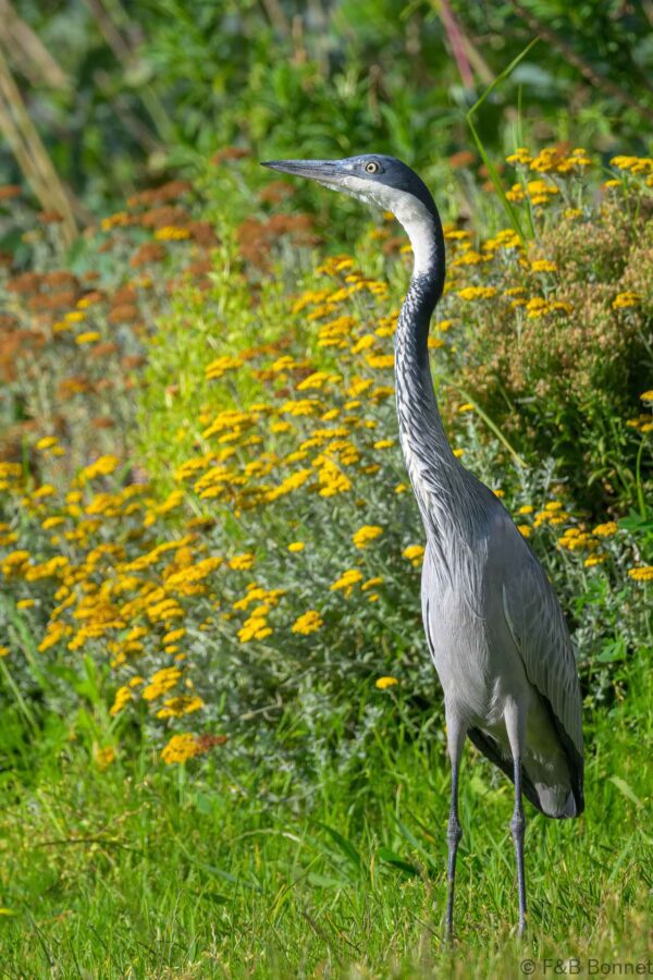 Black-headed Heron - South Africa - Cape Town - 2024