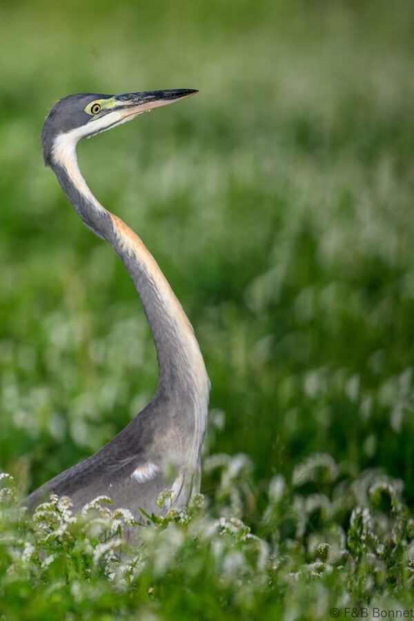 Black-headed Heron - South Africa - Kruger NP - 2025