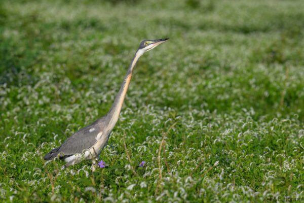 Black-headed Heron - South Africa - Kruger NP - 2025