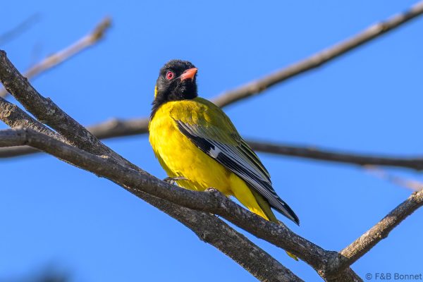 Black-headed Oriole - Zimbabwe - Vumba - 2026