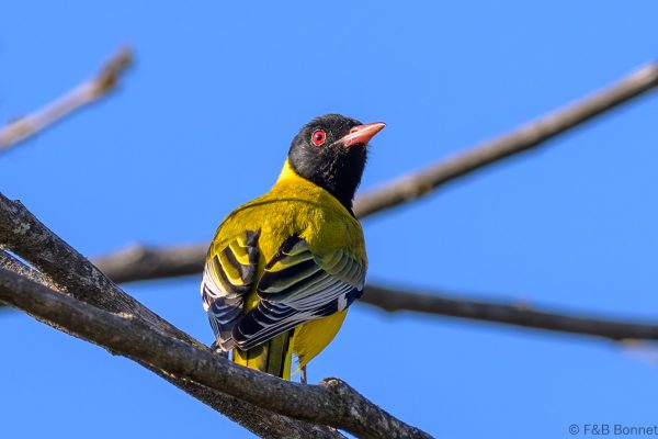 Black-headed Oriole - Zimbabwe - Vumba - 2026