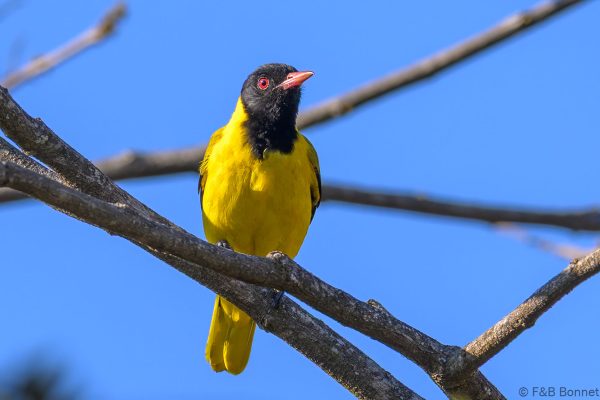 Black-headed Oriole - Zimbabwe - Vumba - 2026