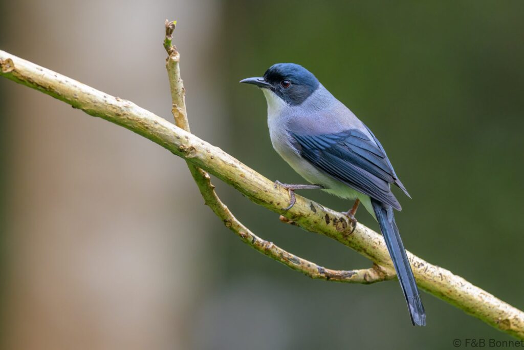 Black-headed Sibia - China - Yunnan - 2025