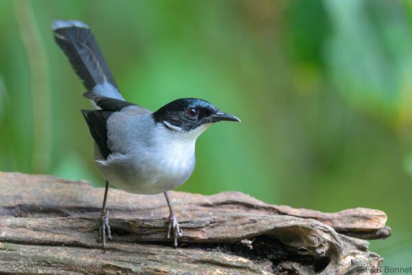 Black-headed Sibia - China - Yunnan - 2025