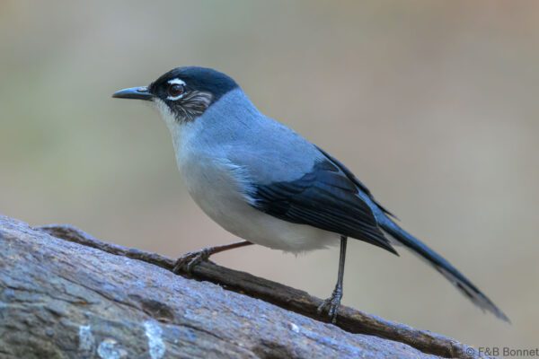 Black-headed Sibia - Vietnam - Da Lat - 2026