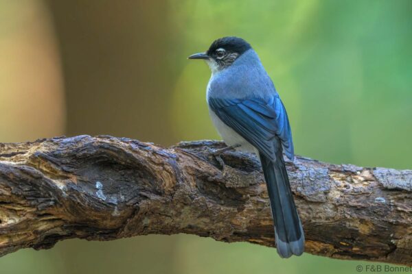 Black-headed Sibia - Vietnam - Da Lat - 2026