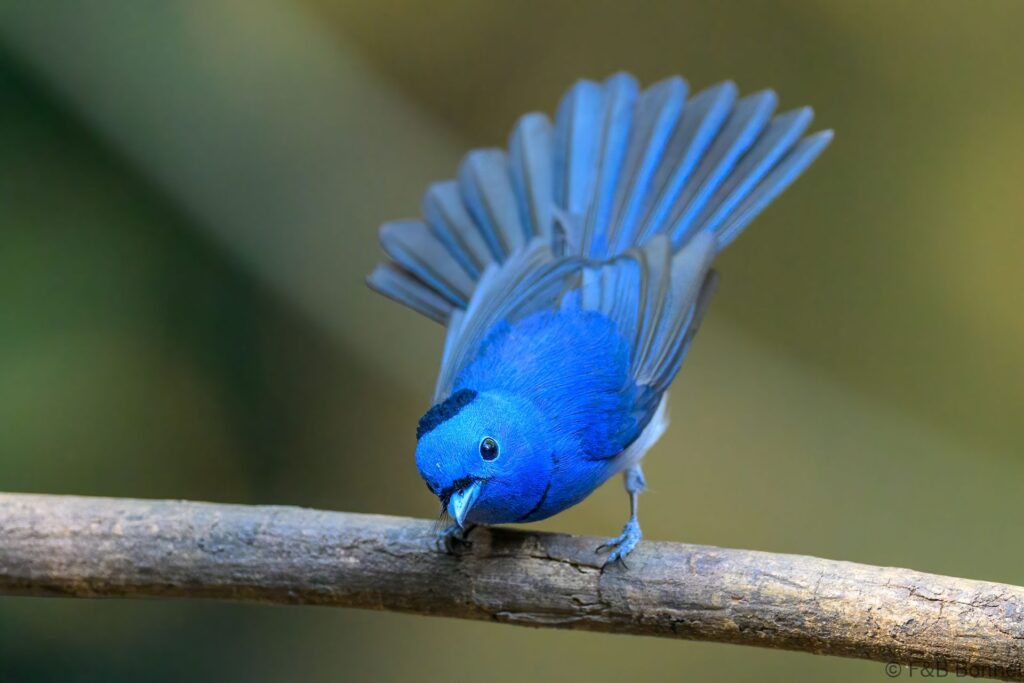 Black-naped Monarch ♂ - Thailand - Kaeng Krachan - 2025
