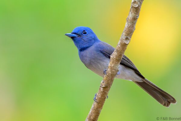 Black-naped Monarch ♀ - Thailand - Kaeng Krachan - 2025