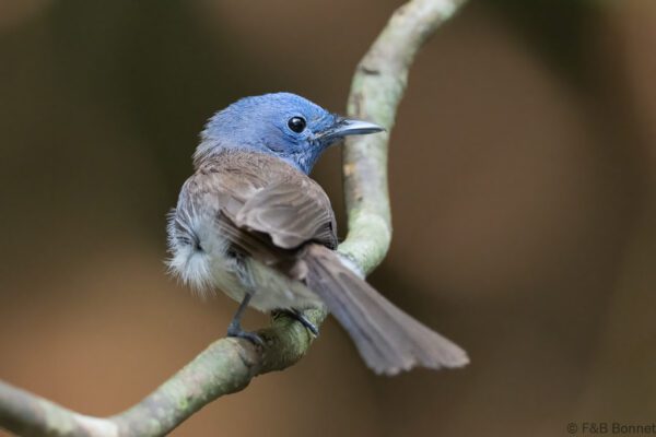 Black-naped Monarch ♀ - Thailand - Krung Ching - 2026