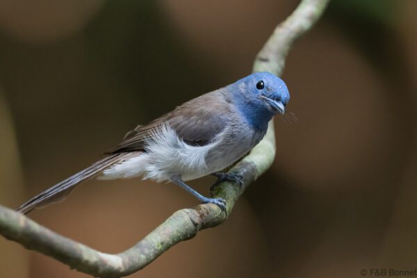 Black-naped Monarch ♀ - Thailand - Krung Ching - 2026