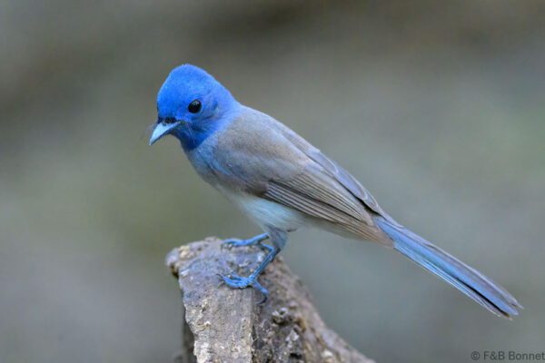 Black-naped Monarch ♀ - Vietnam - Cat Tien - 2026