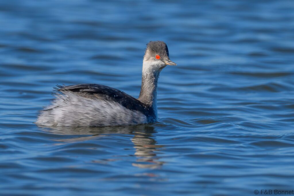 Black-necked Grebe_South Africa-1