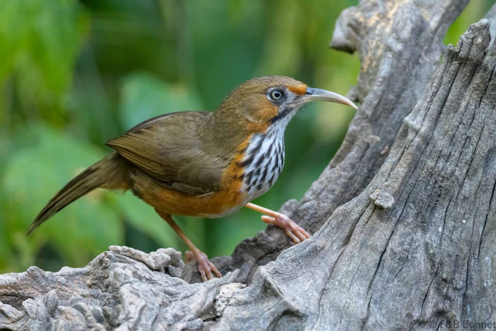 Black-streaked Scimitar Babbler - China - Yunnan - 2025