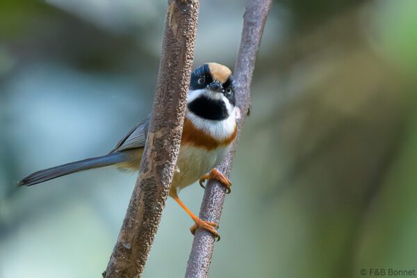 Black-throated Bushtit - Thailand - Doi Sanju - 2024