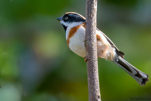 Black-throated Bushtit - Thailand - Doi Sanju - 2024