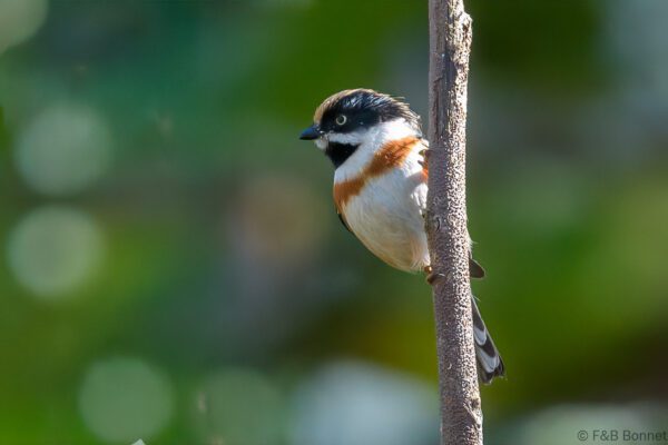 Black-throated Bushtit - Thailand - Doi Sanju - 2024