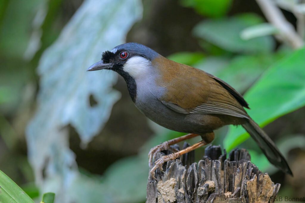 Black-throated Laughingthrush - China - Yunnan - 2025