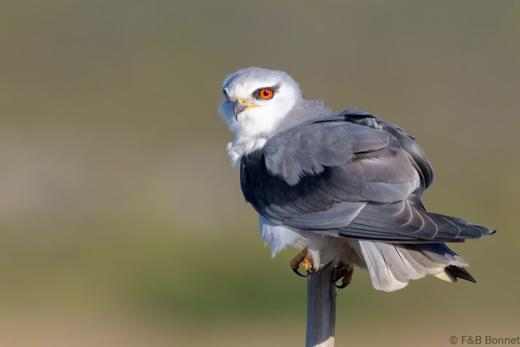 Black-winged Kite - South Africa - De Hoop - 2022