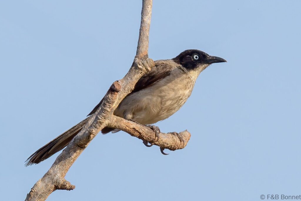 Cratérope à tête noire - Senegal - Elinkine - 2023